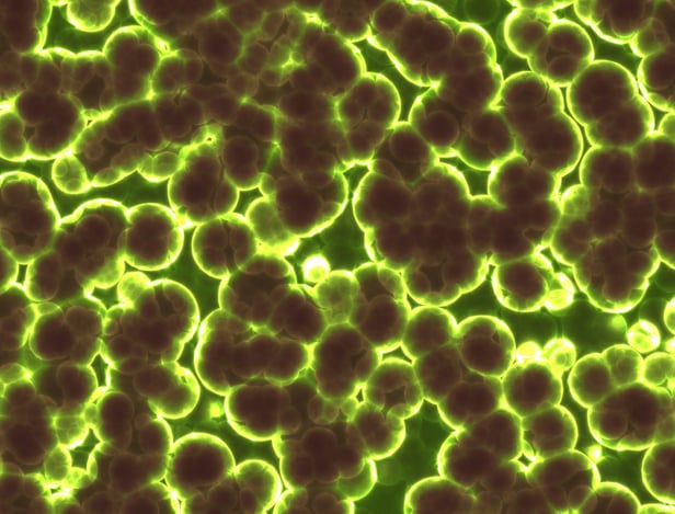 Stock image of bacteria Stock image of bacteria