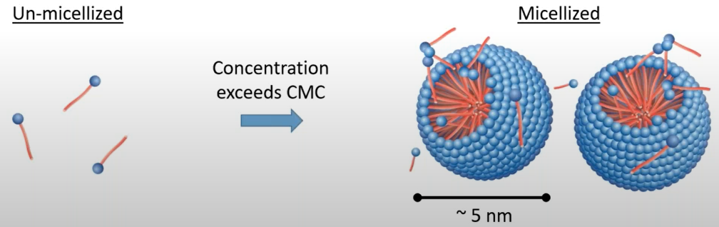 Self Assembly in Complex Fluids